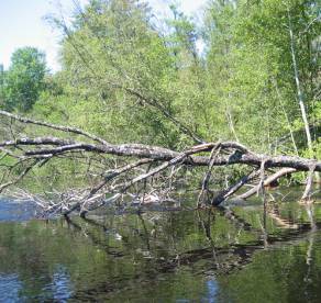 Död ved liggande längs fårans sidor Död