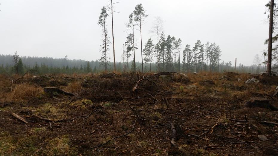 memo01.docx 2012-03-28 Geoteknik Plats 1 Plats 1 har grund av grusåsmaterial samt silt och något lera. Marknivån stiger svagt mot norr sett från vägen (se bild 1). Bild1.
