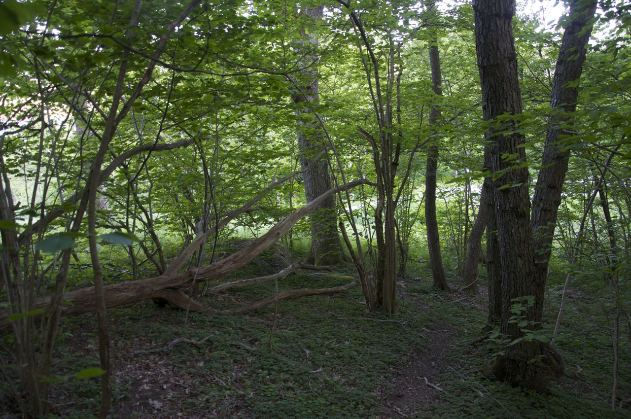 Området består av en öppen gräsbeklädd kulle med ek på. I områdets direkta närhet, norr om tomten finns ett mycket fint lövparti som ligger utanför planområdet.