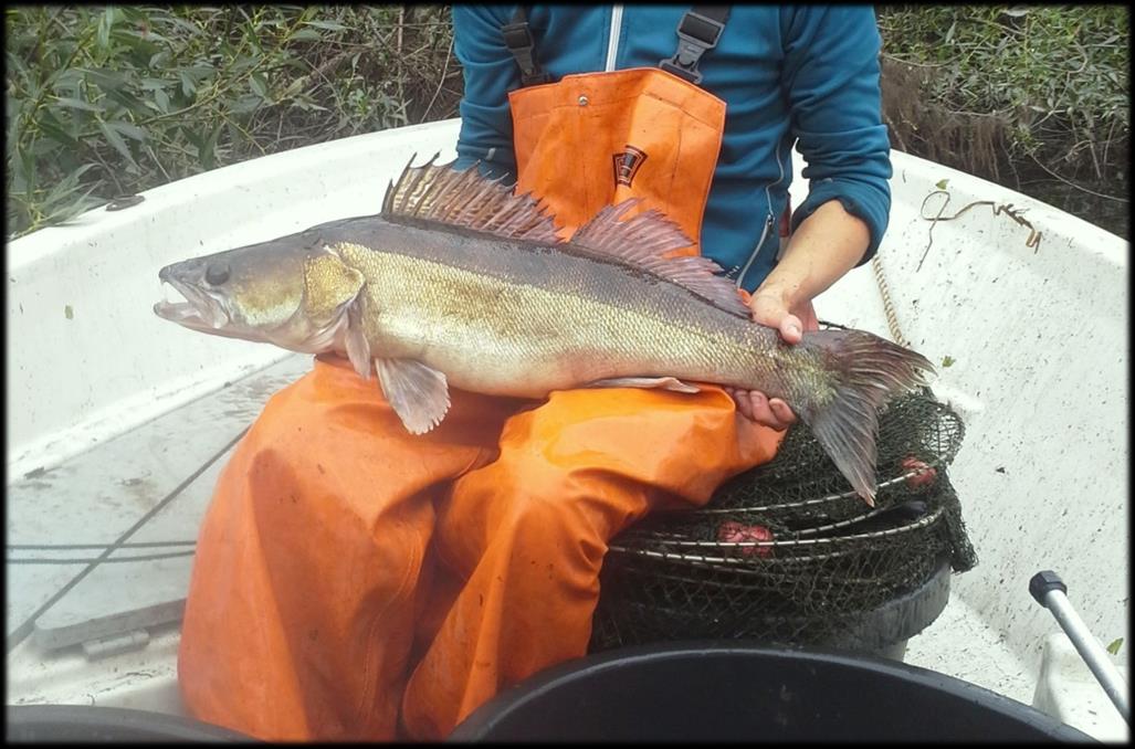 Figur 12. Lax på ca 6 kg som fångades under provfisket 2015.