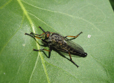 16 FaZett 2011 Fig. 4. Neiotamus cyanurus (Loew) är en relativt allmän rovfluga som kan ses sitta på blad och spana. Foto: F. Östrand. var Eutolmus rufibarbis (Meig.), och den fångades i sex kommuner.
