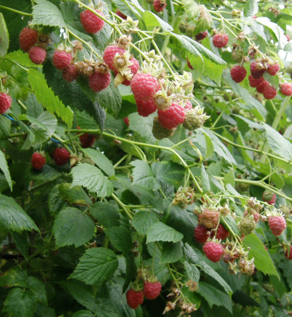 LANDSKAPSARKITEKTUR TRÄDGÅRD VÄXTPRODUKTIONSVETENSKAP Rapportserie Växtskydd i ekologisk hallonodling under förlängd säsong Pest management in organic raspberry production during the extended season