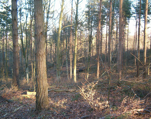 Tall och bok i delområde 9b. Foto: Johan Dahlberg. Delområde 10 Area: 0,3 ha Naturvärde: Utvecklingsmark A Lövskogstyp: Ek-hassellund (SL: 19, ViN: 2.2.3.2a) Objektet består av medelålders, gallrad ek- och hasselskog med inslag av björk.