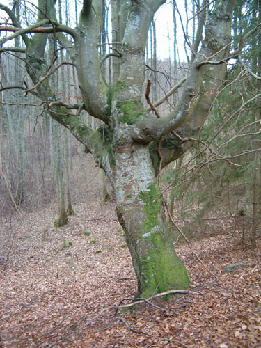 Kandelaberformad bok i delområde 11a. Foto: Johan Dahlberg. 11b Area: 1,1 ha Naturvärde: Utvecklingsmark C Vegetationstyp: Planterad barrskog (ViN: 2.1.3.