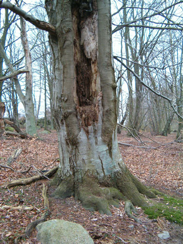 Gammal bok med mulm, väster om järnvägen i delområde 1a. Foto: Johan Dahlberg. 1b Area: 0,2 ha Naturvärde: Värdekärna B Lövskogstyp: Ek-hassellund (SL 19) Detta lilla område domineras av äldre ek.