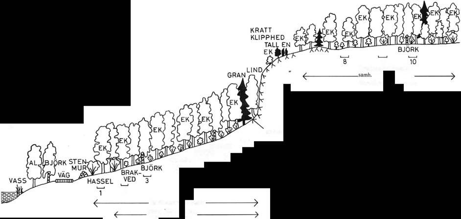 Lövskogsvegetation i Sjuhäradsbygden 61 ÅK GRAN 9 Deschampsia Oexuosa E----samh. Vaccinium myrtillus var. FÄVERN FM.Ö.H. z BJÖRK 7 OLVON '---' HASSEL L.-J 6... 5 4 L.-J f--- Oxalis acetosella-samh.