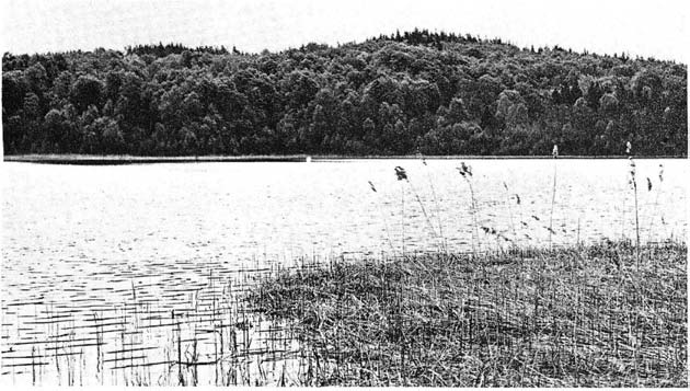 Lövskogsvegetation i sjuhäradsbygden 83 avellana samt något Picea abies. Norr och söder om skogen går berg i dagen och där vidtager barrskog liksom i öster ovanför sluttningen.