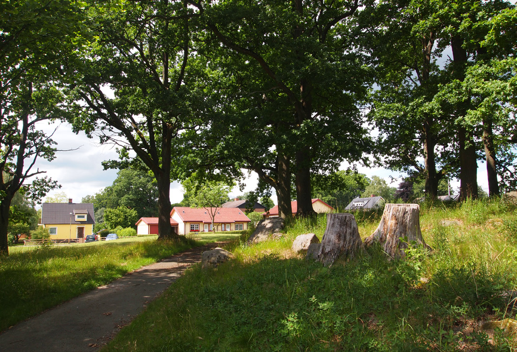 Några vyer på befintlig vegetation inom planområdet.
