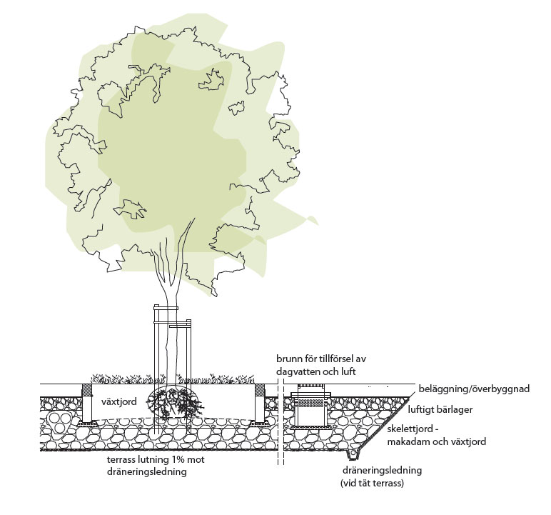 3.4 Skelettjordar För att träd som står i hårdgjorda ytor ska få tillräckligt med vatten, luft och näring görs en så kallad skelettjord.