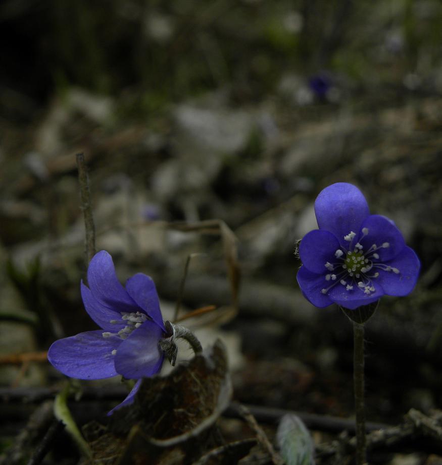 Stockholms Naturskyddsförening