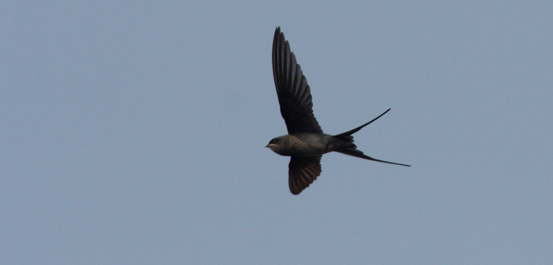 Crested Treeswift, Tmatboey. ARTLISTA FÅGLAR Artlistan följer The Clements Checklist of the Birds of the World; sixth edition (2007), med uppdateringar hos Cornell Lab t.o.m. augusti 2011 1.