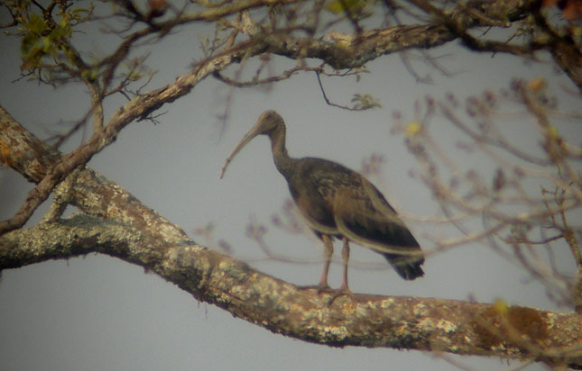 16. Black Bittern Ixobrychus flavicollis (Svart rördrom) 1 ex Kratie 19//2. 17.