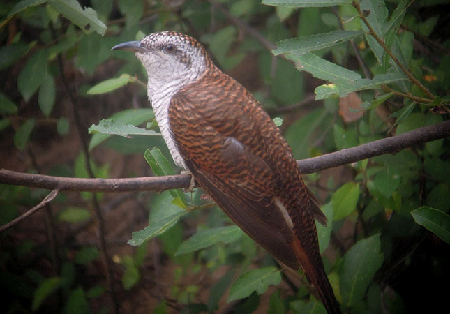 Banded Bay Cuckoo, Tmatboey. 104. Asian Emerald Cuckoo Chrysococcyx maculatus 1 par Thmat Boey 17/2. 105. Violet Cuckoo Chrysococcyx xanthorhynchus xanthorhynchus 1 ropande Cat Tien NP 26/2. 106.