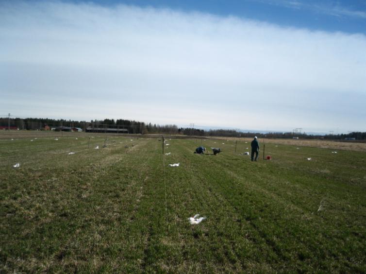 Sveriges lantbruksuniversitet Fosforkoncentrationer i yt- mark- och dräneringsvatten i relation till gödsling och fosforstatus hos en mjälajord i Västerbotten Phosphorus concentrations in surface-