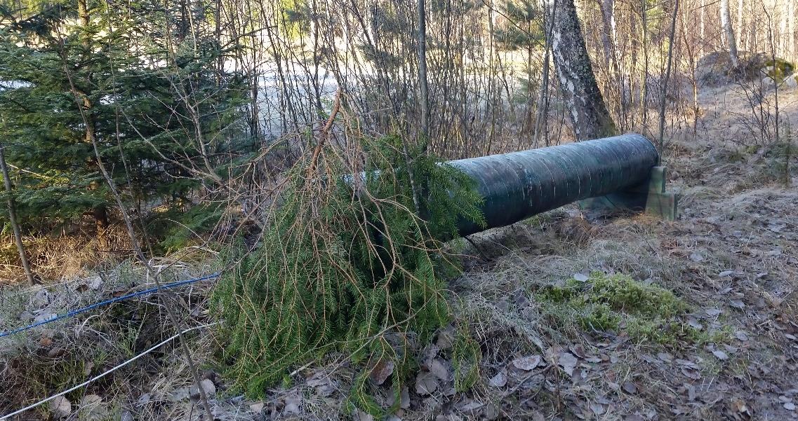 LJUDKÄNSLIGHET moment nr 9 Att testa hundens reaktioner i en överraskande bullersituation. Provet skall genomföras i terräng utan stora nivåskillnader.