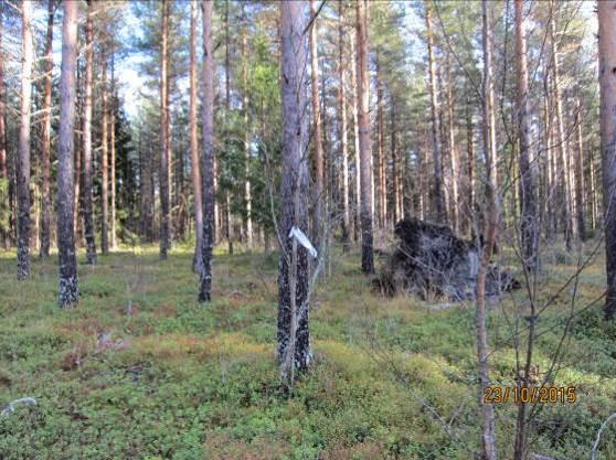 3. Preliminära mål Målet från början var i huvudsak att förstora Nimetechs tomt.