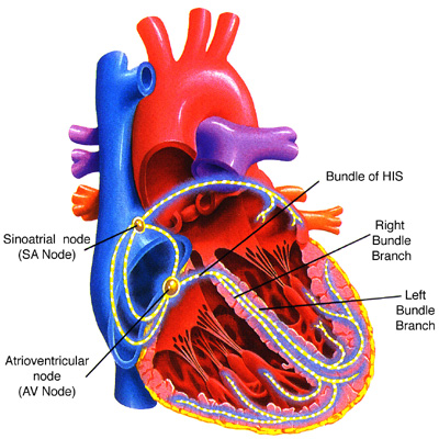 1. Pacemakerelektroder Figure 1. Hjärtats hålrum och retledningssystem 1.1. Indikationer för pacemakerterapi Patient med för låg hjärtfrekvens (bradykardi) kan behandlas framgångsrikt med pacemaker.