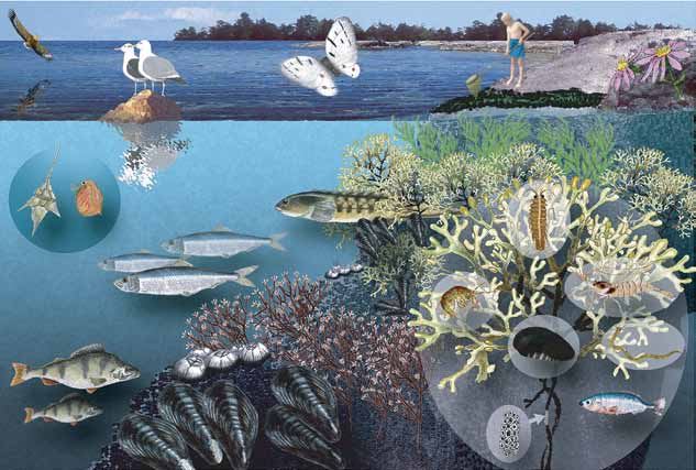 Bilden visar exempel på vanliga djur och växter i en hårdbottenmiljö längs Östersjökusten.