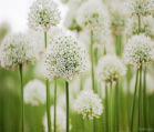 05.2 Detaljområde 1 - Bäcken Betula pendula Vårtbjörk Skira lövverk som släpper igenom mycket ljus. Allium giganteum Jättelök Vårblommande lök med höga skaft. Planteras på hösten. Vit sort.