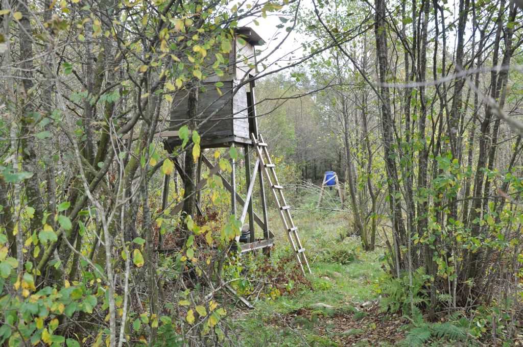 Skogsmark Ca 8 ha skogsmark bestående av yngre och äldre alskog och ett mindre bestånd av 15-årig granskog. Röjningsbehov finnes. Virkesförråd ca 600 m3sk.