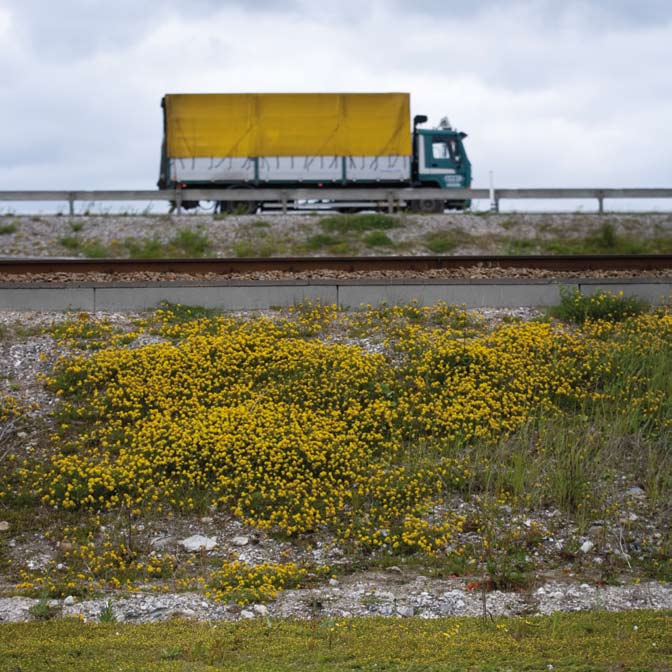 Många av dessa torkade dock ut innan grodynglen var utvecklade och framgången blev därför begränsad under 2006. Det observerades bara enstaka vuxna individer på sensommaren.