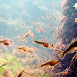 Påverkan på Sveriges fiskeresurser Vattendomstolen och Koncessionsnämnden, två instanser som nu är nedlagda och ersatta av Miljödomstolen, beslutade i samband med godkännandet av uppförandet av