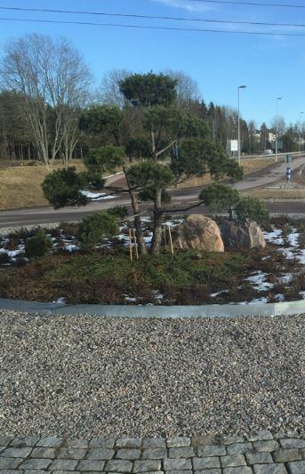 Fakulteten för landskapsarkitektur, trädgårdsoch växtproduktionsvetenskap Barrväxter i stadsmiljö Attityder kring användning av barrväxter i svenska kommuner Conifers in