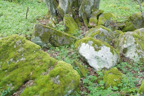 Nastaren Ön hade rikligt med lind, men alla var yngre träd som stod som i en pelarsal och antagligen kommit upp efter en kalavverkning för kanske 50 år sedan (Figur 6).