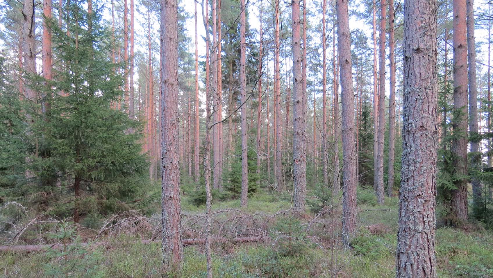Verksamhetsmark Ilanda, karlstad