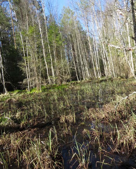 Figur 15. Medelålders gallrad barrskog. En stor del av utredningsområdets skogar är medelålders (ca 50-75 år), ensartad och likåldrig barrskog av frisk ristyp, med stark påverkan av skogsbruk.