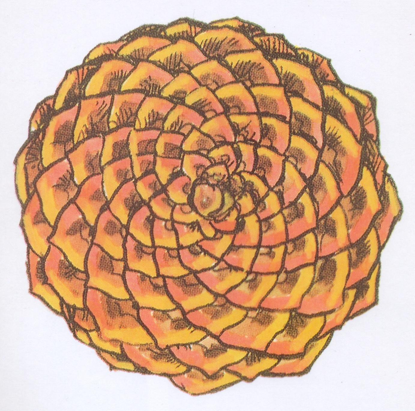 8 spiraler medsols och 13