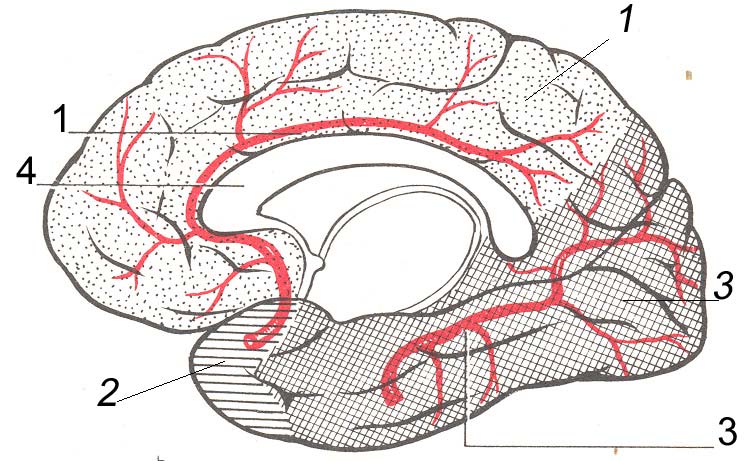 cerebri media + anterior grenar av a. carotis interna a.