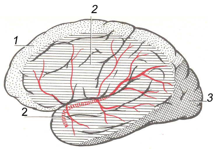 Hjärnans blodcirkulation Artärerna som försörjer hjärnans hemisfärer och deras