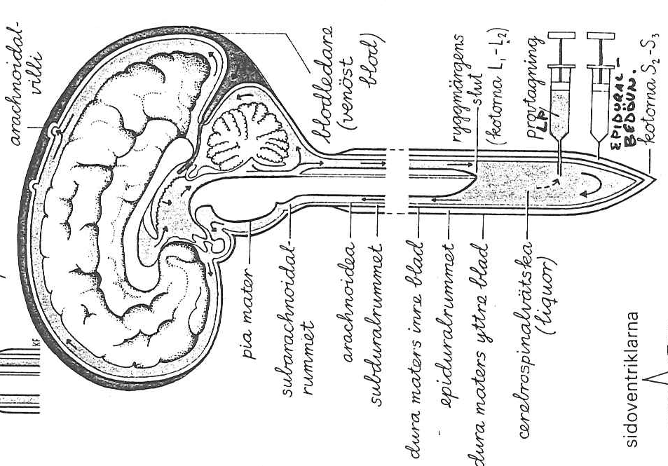 Hjärnans och ryggmärgens hinnor (3) Pia mater slutar vid kota L1/L2 Arachnoidea S2/S3 Subarachnoidalrummet mellan pian och arachnoidea fylld med likvor, bindvävstrådar Ex: Lumbalpunktion (LP)