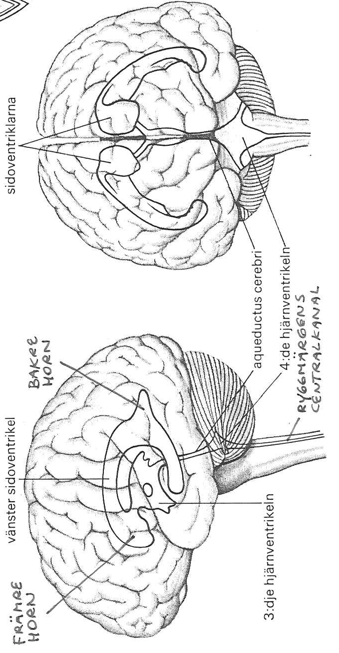 Hjärnans ventrikelsystem Främre horn Vänster sidoventrikel Bakre horn Höger och vänster