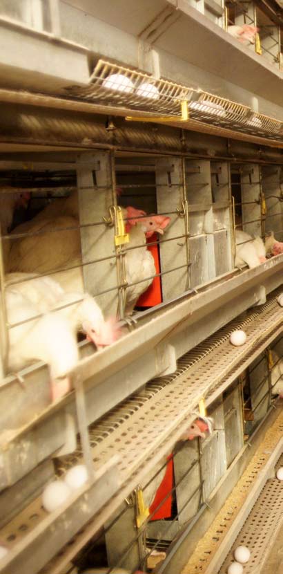 12 Höns djurskyddslagstiftningen i sammandrag Djur får inte hållas för produktionsändamål, om det inte utgående från dess feno- eller genotyp rimligen kan antas att djuren kan hållas utan att det är