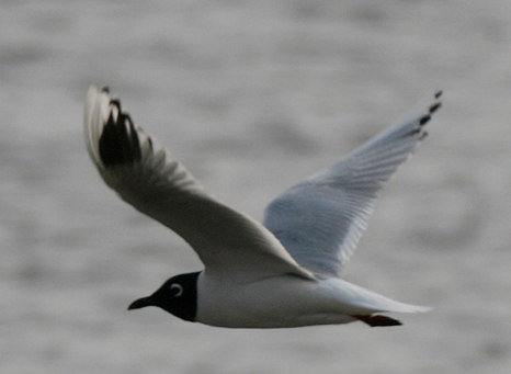 Trots oroväckande få Mingmåsar kunde några av dessa fotas ändå. Foto: Tom Malm 93. Sandtärna Sterna nilotica Tämligen allmän 94.