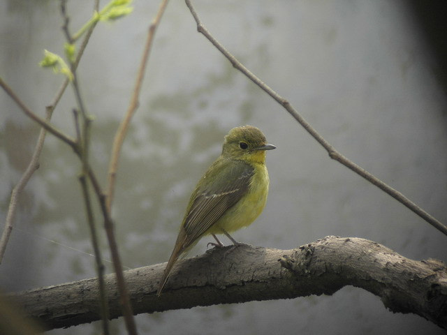 179. Kungsfågelsångare Phylloscopus proregulus Sågs i stort sett dagligen under vår vistelse. Inget mäktigt fall noterades. Tendens fanns dock den 14/5. 180.