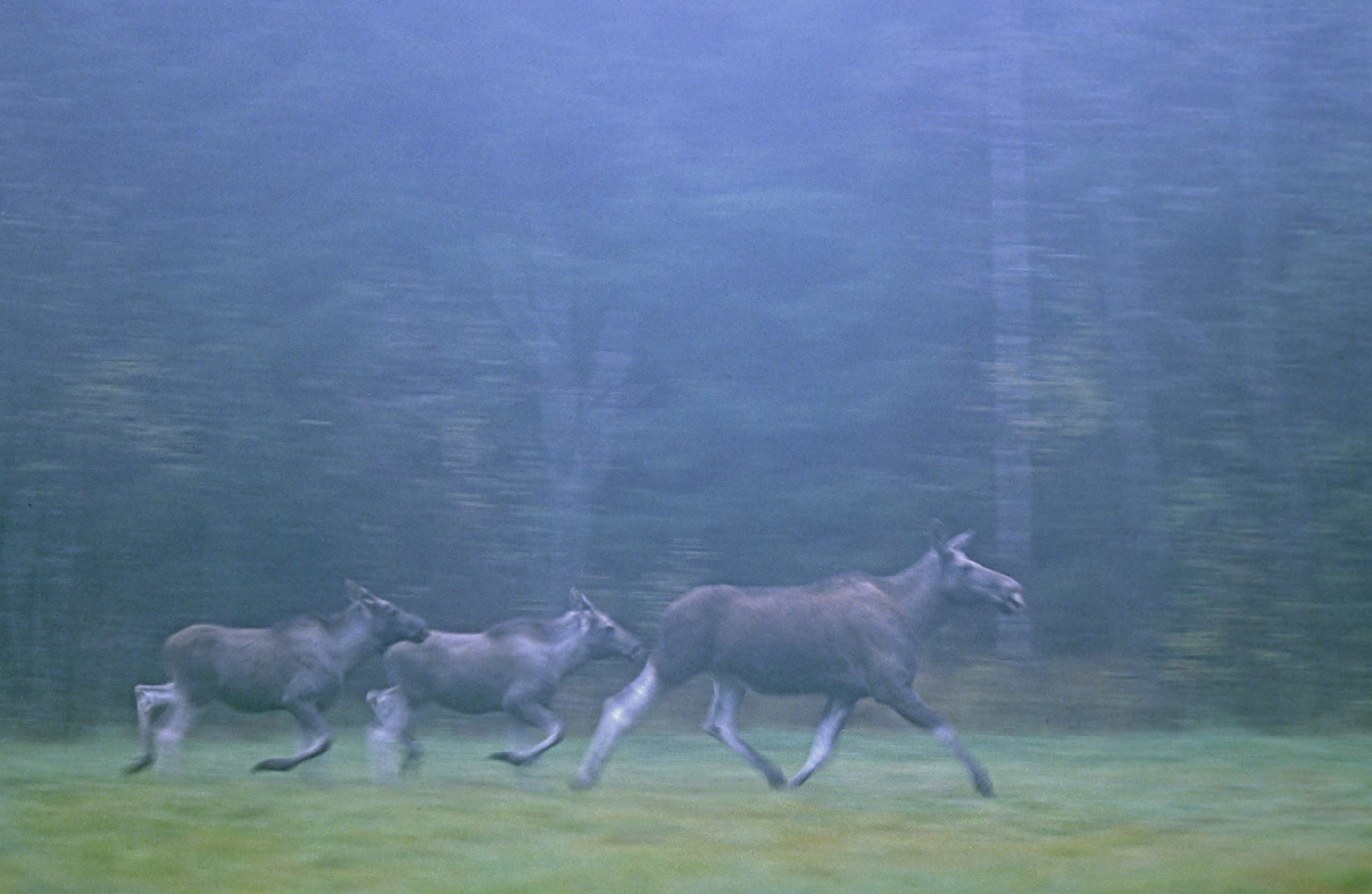 Kvalitetssäkring FOTO AXEL LJUNGQVIST, NATURFOTOGRAFERNA Tolkning av data En nedgång i kalvvikter under en följd av år ska ses som en varningssignal och orsakerna till det ska utredas.