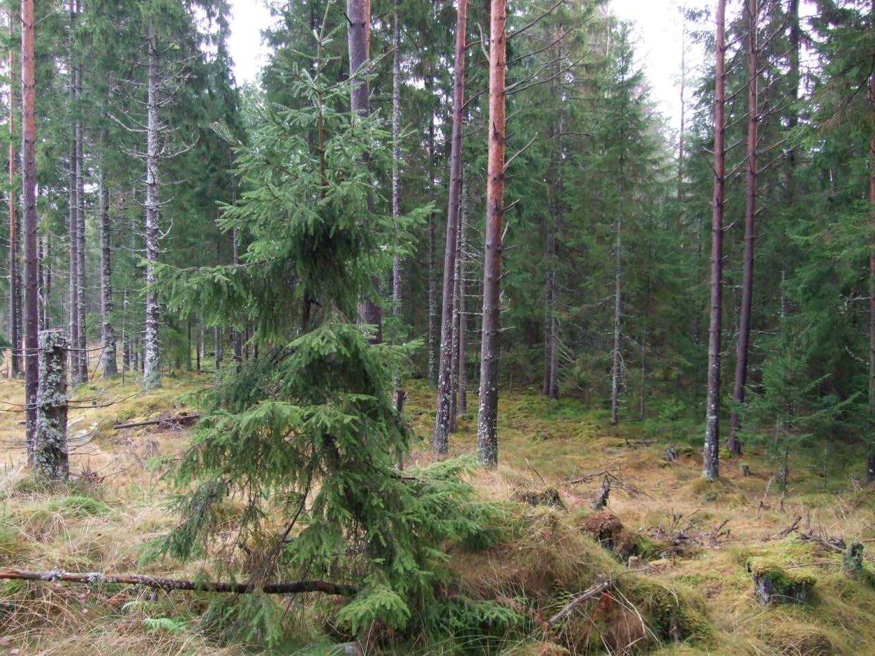 Karta 2: Översikt över de fastigheter med vilka arrendeavtal är tecknat.