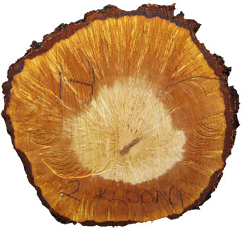 Tommi, Pälkäne 1 Klon nr: E11533 2008. Klonförökningen påbörjades 2009 och de första mikroförökade plantorna planterades ut 2010. Trädet planterades 1958 och var 50 år då det fälldes.