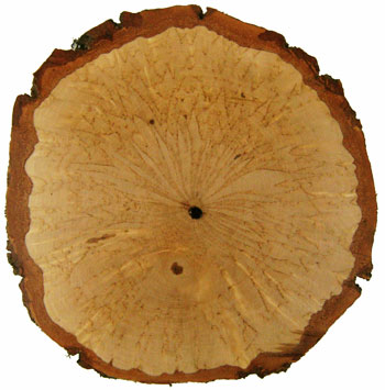 Osmo, Pälkäne 3 Klon nr: E11535 2008. Klonförökningen påbörjades 2009 och de första mikroförökade plantorna planterades ut 2010.