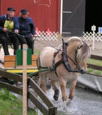 FJORDHÄST WKS har ett nära samarbete med Fjordhästföreningen, som också deltar i WKS olika tävlingar. Flera kuskar är medlemmar i båda föreningarna och det är t ex nestorn Gunnar Nilsson.