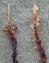 Cinclidium stygium, myruddmossa (-) [N, R] Synonym: uddstjärnmossa Utseende: En bladmossa som kan bilda upp till 10 cm höga tuvor, men som ofta växer inblandad i andra arter.