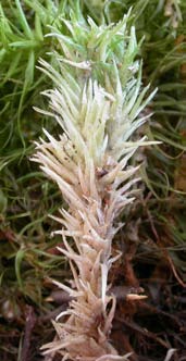 Leucobryum glaucum, blåmossa (119) [N] Synonym: falsk vitmossa Utseende: En mycket speciell art som växer i extremt täta tuvor som i väta är gröna, men i torka blir blekt blåvita till vitgröna.