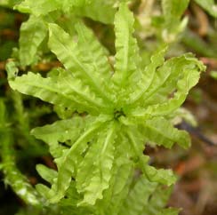 Plagiomnium undulatum, vågig praktmossa (155) [N] Synonym: Mnium undulatum, praktstjärnmossa Utseende: En mycket karakteristisk art med långsmala, jämnbreda och kraftigt tvärvågiga blad.