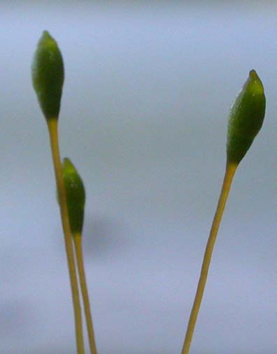 Tayloria lingulata, kärrtrumpetmossa (142) [N, R] Synonym: stor trumpetmossa Utseende: En akrokarp bladmossa med ogrenade skott som växer enstaka eller i relativt täta oftast centimeterhöga och