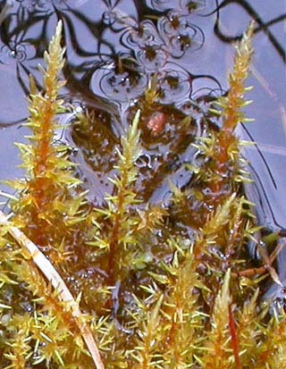 Calliergon giganteum, stor skedmossa (-) [N, R] Utseende: En pleurokarp bladmossa som ofta lätt känns igen på de mycket styva, rikligt förgrenade och ofta 1 dm långa skotten.
