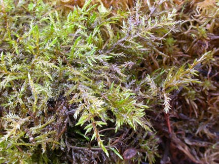 Calliergonella cuspidata, spjutmossa (183) [N] Utseende: En relativt storvuxen pleurokarp bladmossa som bildar upp till 7 cm tjocka gulgröna till grönbruna mattor.