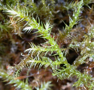Campylium stellatum, guldspärrmossa (179) [N, R] Utseende: En medelstor art som kan växa i täta, upp till 10 cm tjocka gyllene till gulgröna mattor.